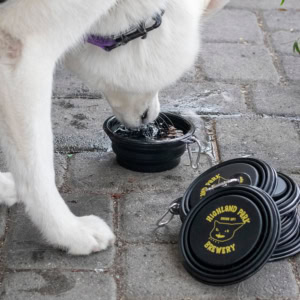 A white dog drinks water from an expanded black Collapsible Travel Dog Bowl, with a stack of folded bowls nearby.